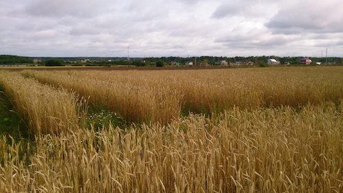 Уральские аграрии вывели новый раннеспелый сорт яровой пшеницы