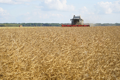 Московская биржа начала торги производными на индекс пшеницы