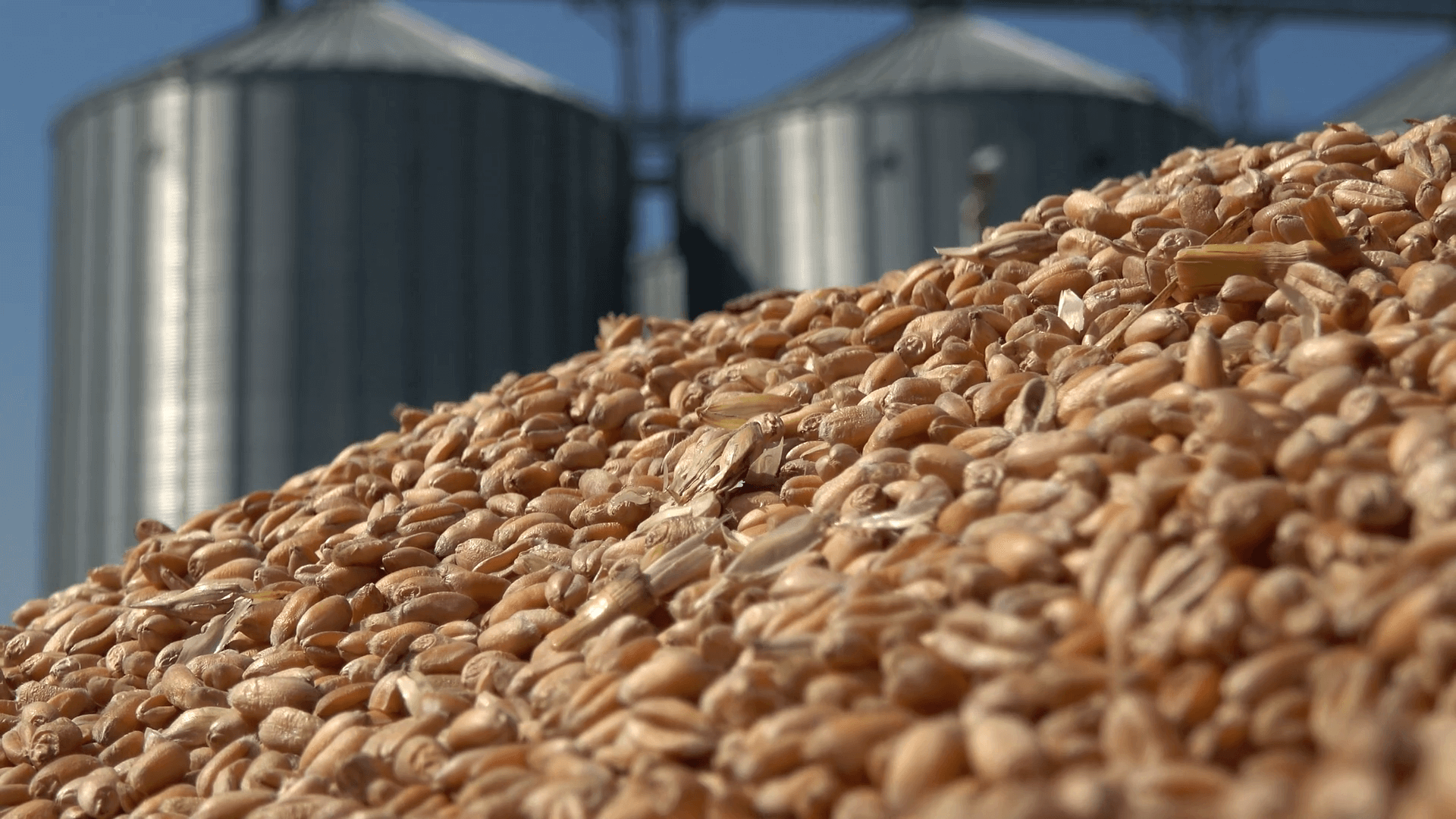 АО «ОЗК» продолжает отбор хранителей зерна и сахара