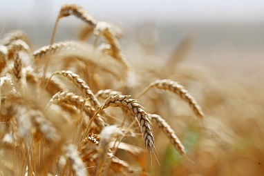 Тарифная квота на вывоз зерна увеличена на 5 млн тонн
