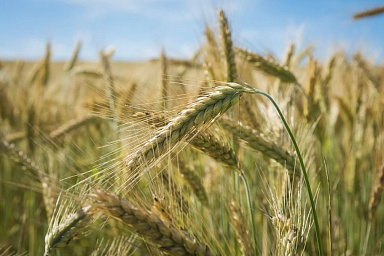 Минсельхоз расширит поддержку производителей зерна при ж/д перевозках продукции