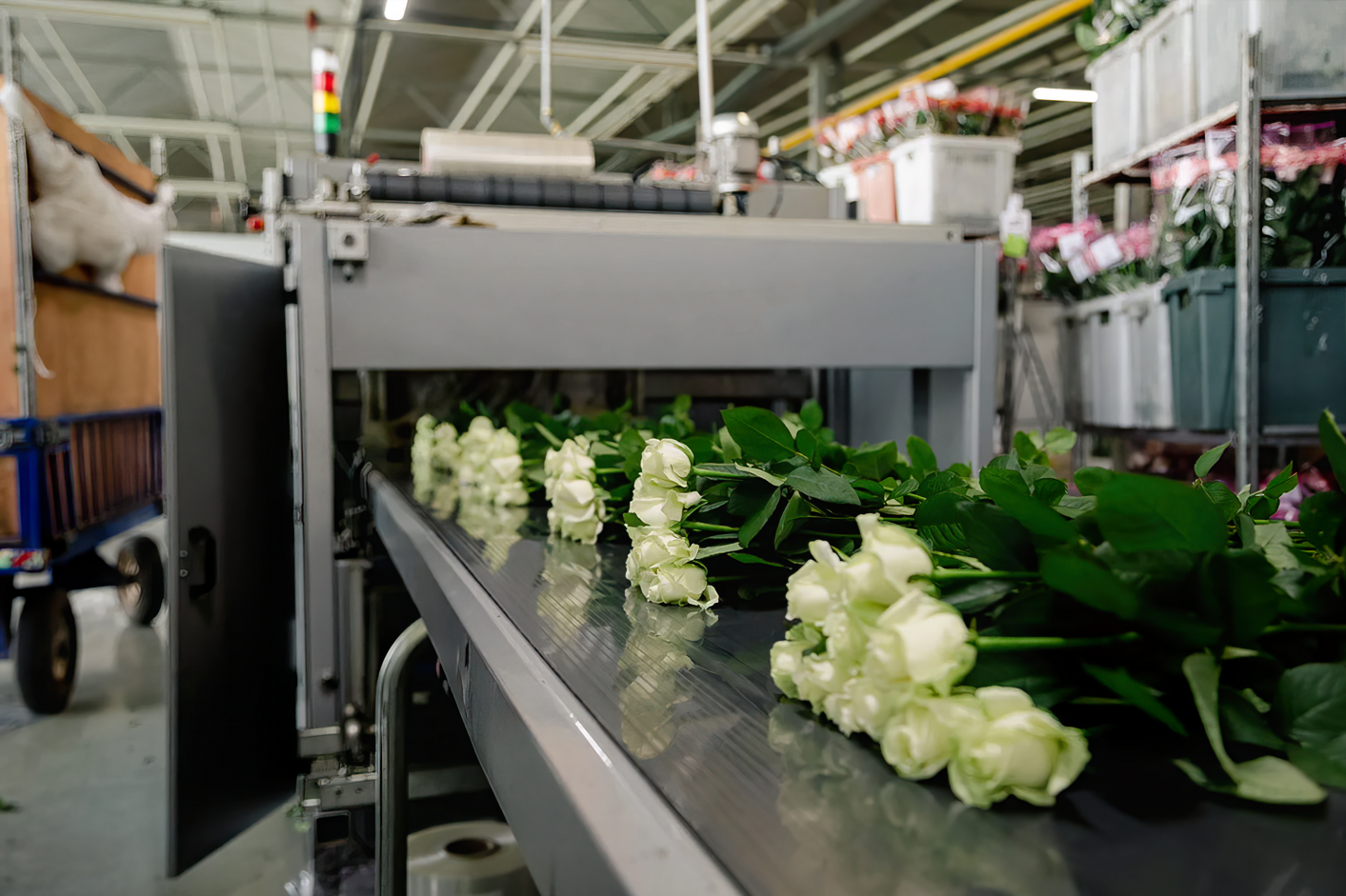 «Россети» обеспечили мощностью развитие одного из крупнейших розариев России