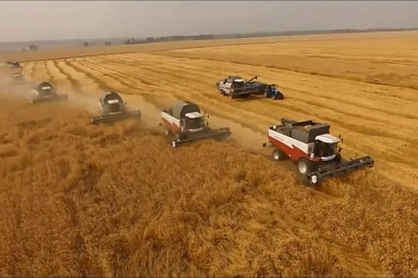 Подмосковье поставило новый рекорд по сбору зерновых и зернобобовых