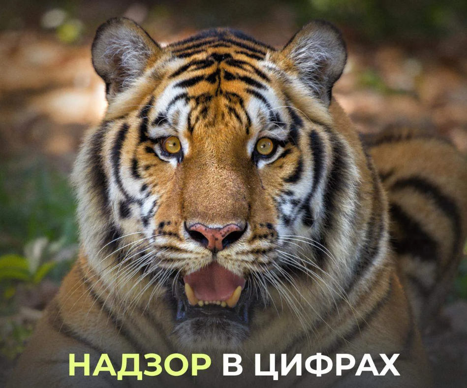 Росприроднадзор контролирует соблюдение требований к содержанию и использованию в неволе диких животных