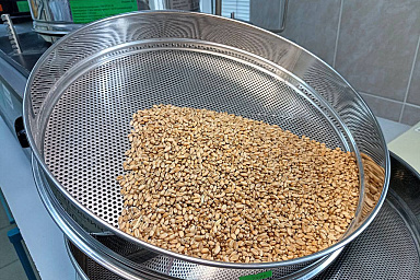 В Подмосковье исследовали уже более 340 тысяч тонн зерна урожая 2025 года: почти вся пшеница соответствует ГОСТ