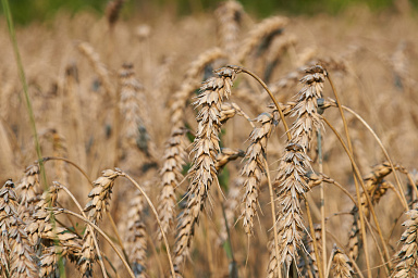 Воронежская область в прошлом году произвела продукцию АПК почти на 1 трлн рублей