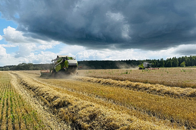 В Подмосковье аграрии собрали более полумиллиона тонн зерна: урожайность на 23% выше прошлогодней