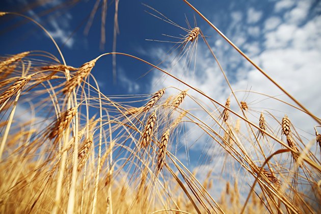 В Госфонд на текущую дату закуплено 1,886 миллиона тонн зерна на 28,455 миллиарда руб.