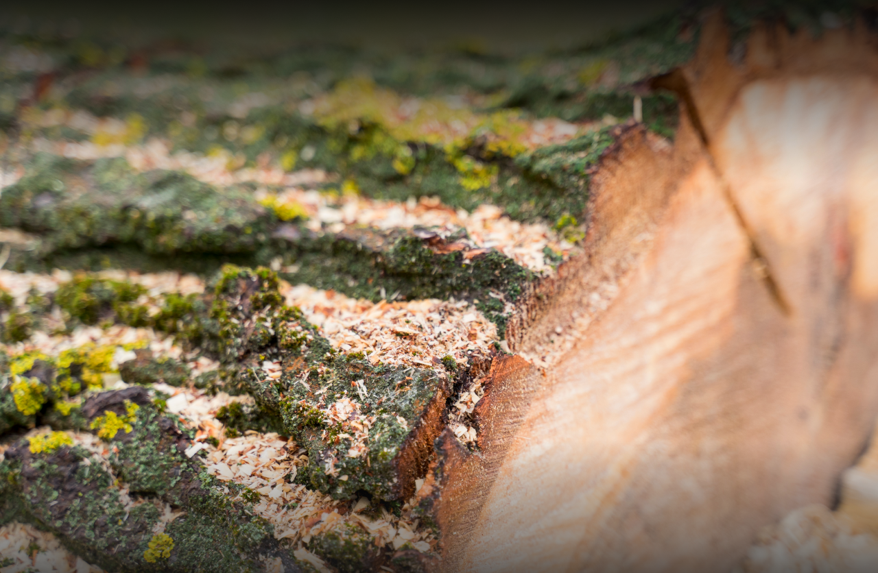 Рослесхоз: в России с начала 2025 года незаконная рубка сократилась почти на 30%