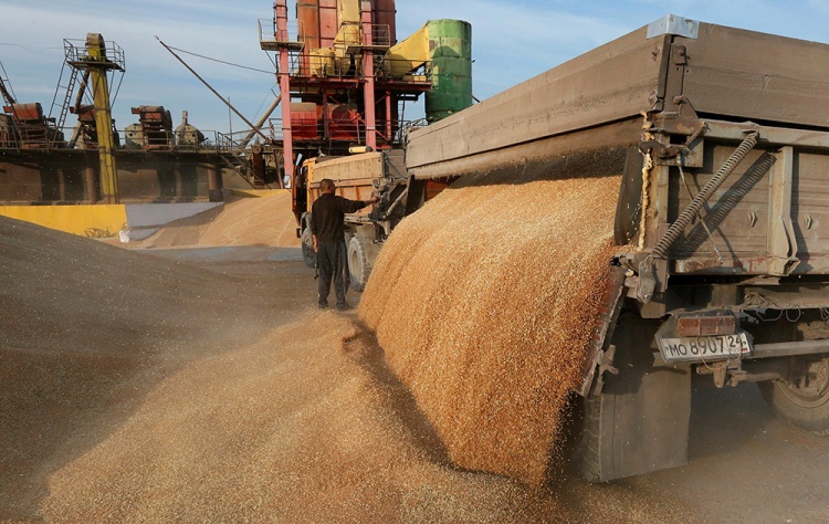В ноябре Россия может увеличить отгрузки пшеницы на экспорт более чем в 2 раза - эксперт