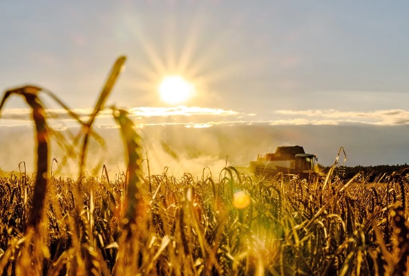 Минсельхоз ожидает второй по размеру в российской истории урожай зерна