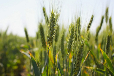 Саратовские аграрии наращивают объемы агрострахования